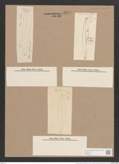 Pleurosigma rigidum W.Sm. (de-Toni-Nr.: Genus 13, Species 1013) Zeichnungen Sammlung Grunow Nr. 2072 (NHMW-BOT-W0368935)